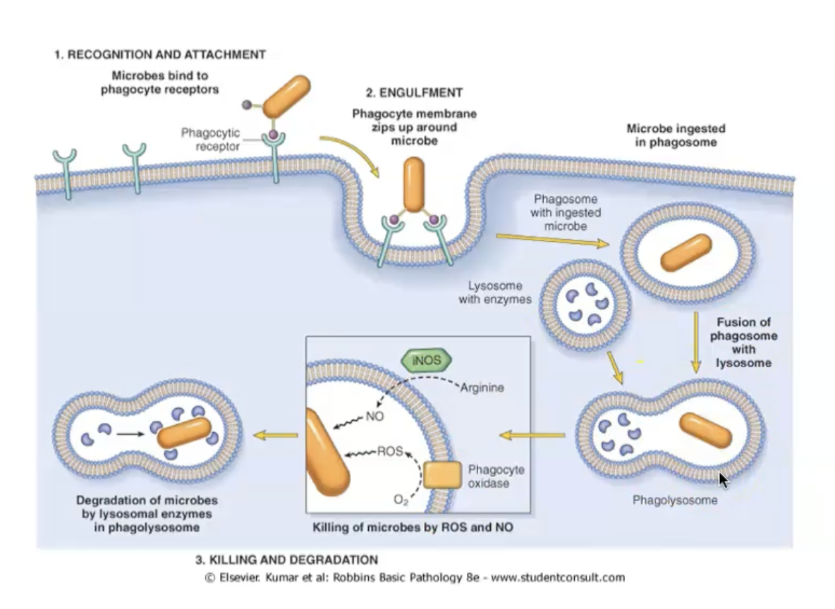 <p>Phagocytosis</p><ul><li><p><span>Binding of opsonised particles triggers engulfment.</span></p></li><li><p><span>Receptor-initiated signalling, membrane remodelling, and cytoskeletal changes.</span></p></li><li><p><span>Actin assembly to form phagosome.</span></p></li></ul><p></p><p>Phagolysosome</p><ul><li><p><span>Phagosome fuses with the membrane of a lysosome.</span></p></li><li><p><span>Exposes the ingested particle to destructive process: free radicals, enzymes.</span></p></li></ul><p></p>