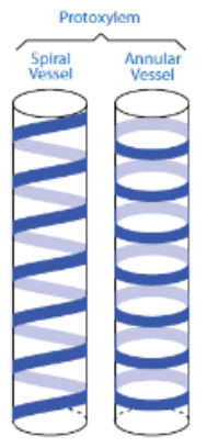 <p><span>First formed – lignin laid down in annular or spiral thickening arrangement – this does not restrict elongation of xylem as growth takes place</span></p>