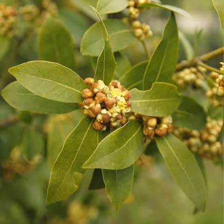 <p>Laurier noble (Laurus nobilis)</p>