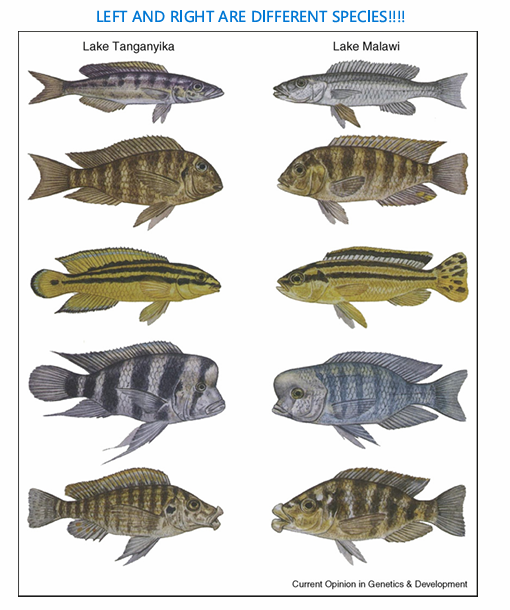 <ul><li><p>species are competing for resources and adapt to other food sources to avoid overlapping food sources</p></li><li><p>lake malawi, tanganyika, and more</p></li></ul><p></p>