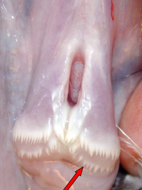 <p>Pil?</p>