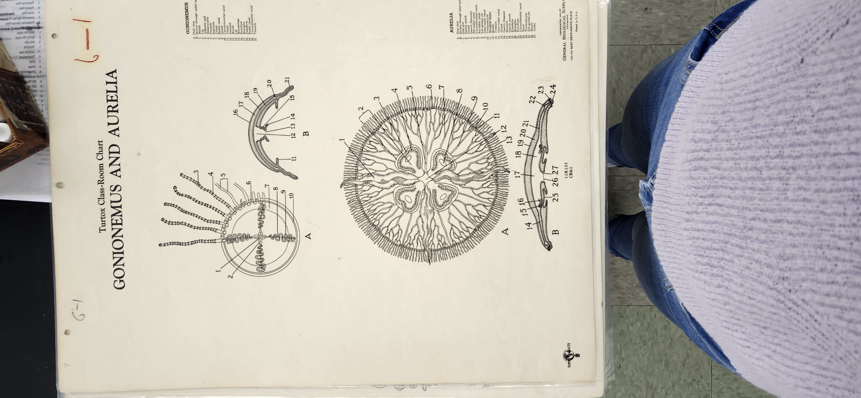 <p>Identify the follwoing structures  Aurelia sp. (Turtox chart  - CR 8.1, preserved specimen) – moon jellyfish  </p><p>Medusa form </p><p>Tentacles </p><p>Nematocysts </p><p>Rhopalium = tentaculocyst – sensory organ </p><p>Gastrovascular cavity </p><p>Oral arms </p><p>Gastric pouches </p><p>Gonads </p><p>Radial canal </p><p>Ring canal </p><p>Mouth  </p><p>Stomach </p><p>Polyp form </p><p>Planula larva </p><p>Strobila </p><p></p>