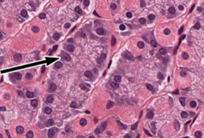 <p>what kind of cell is arrow pointing to (gastric gland)</p>