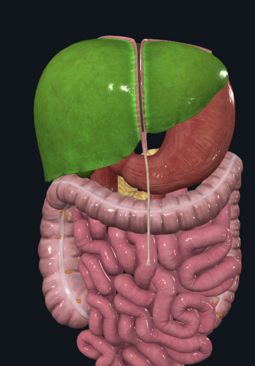 <p>what is the following organ highlighted in green?</p>