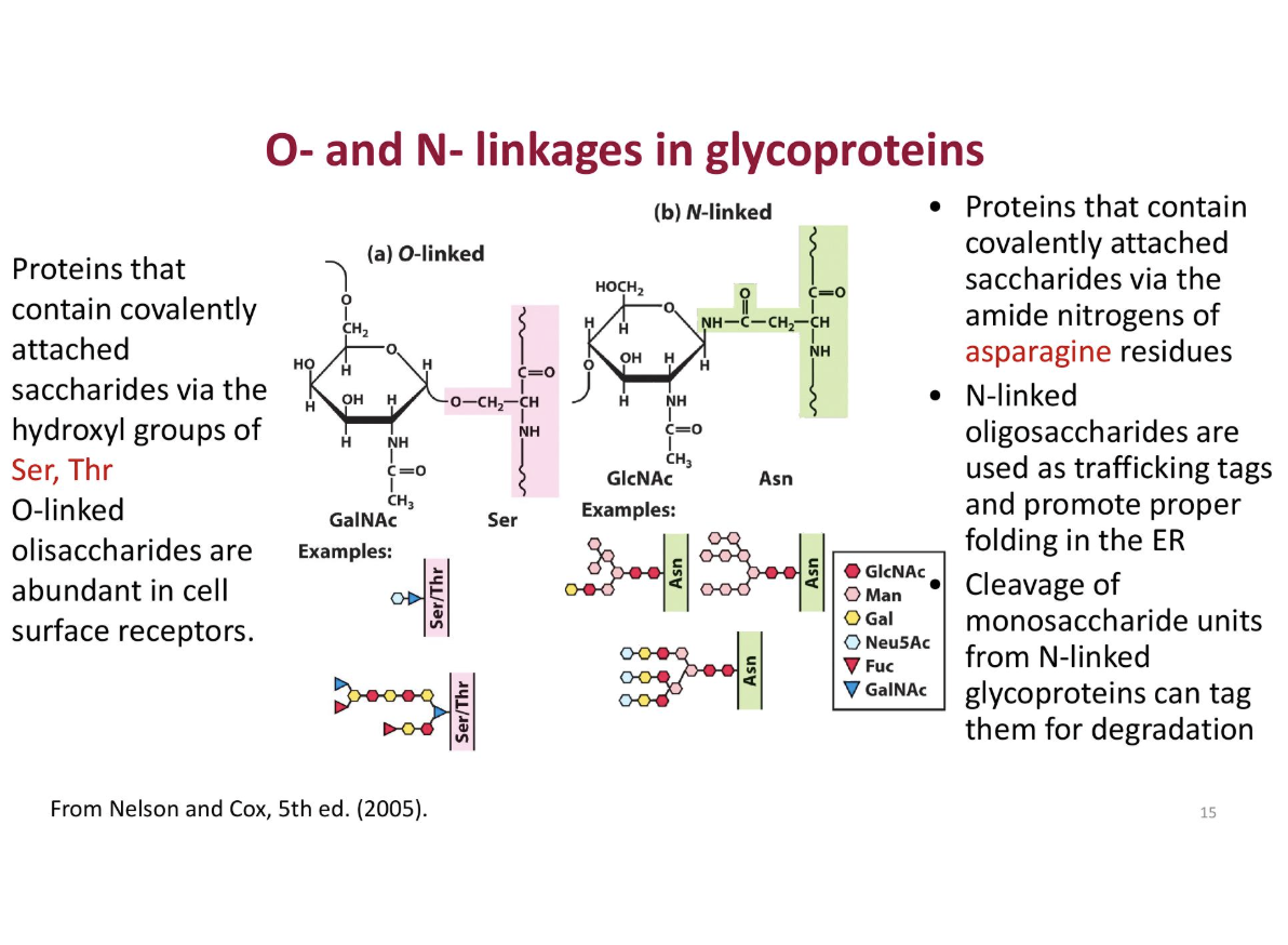 <p>o-glycosidic vond (glycosides)</p><ul><li><p>formed between the anomeric carbon atom and hydroxyl group of another molecule</p></li></ul><p>n - glycosidic vond</p><ul><li><p>formed between teh anomeric carbon and an amine</p></li></ul><p></p><ul><li><p>catalized by - <strong>glycotransferase</strong></p></li></ul><p></p><p>Diffferences</p><ul><li><p>o linked</p><ul><li><p>proteins contain convalently attached saccharides via the hydroxyl (OH) groups of<strong> ser, thr</strong></p><ul><li><p>used for cell surface</p></li></ul></li></ul></li><li><p>n l inked</p><ul><li><p>proteins contain covalently attached saccharides via the amide nitoriges of <strong>asparigine </strong>residues</p></li><li><p>usd o be folded er</p></li></ul></li></ul><p></p>