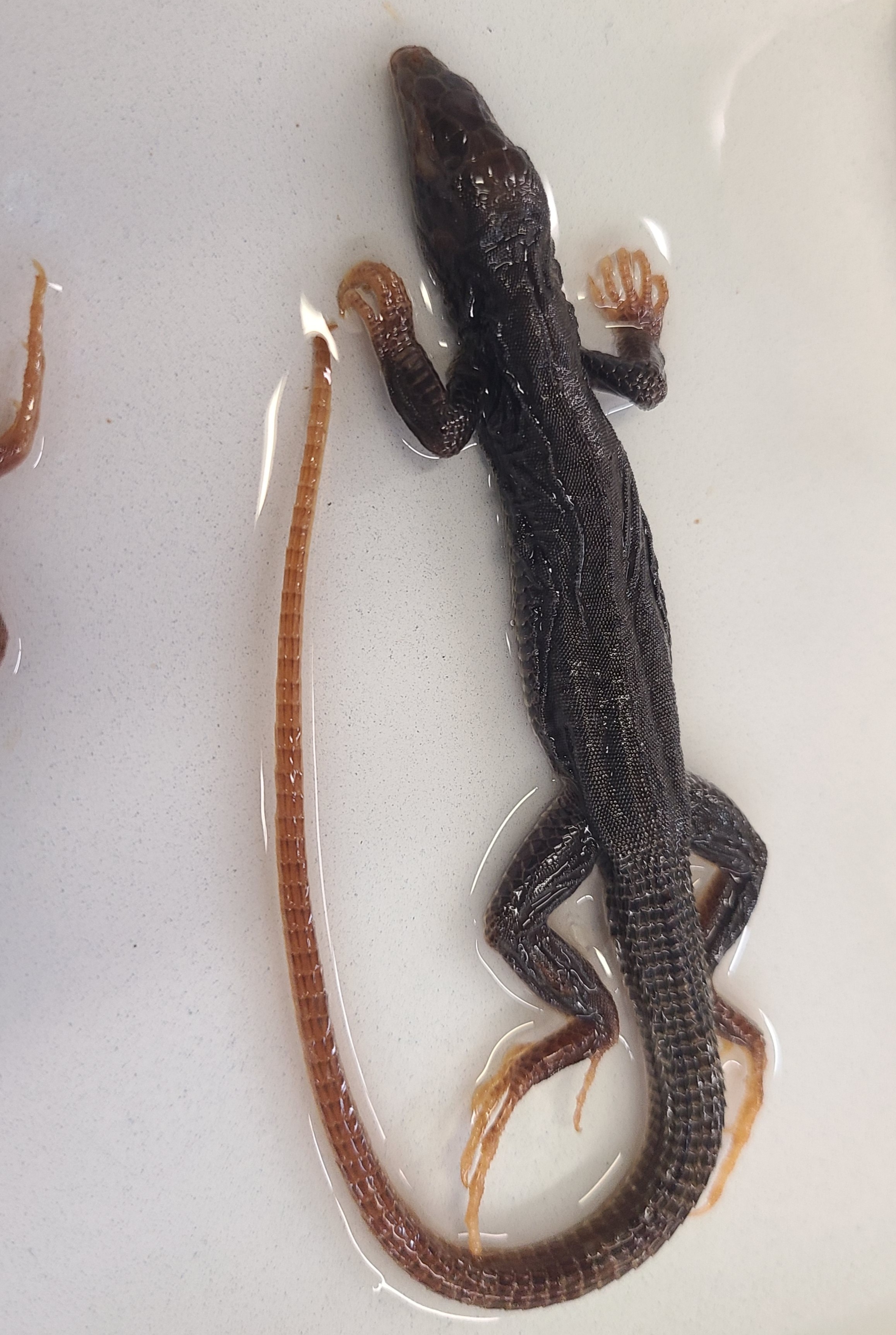 <p>Clade and Family of Aspidoscelis marmorata</p>