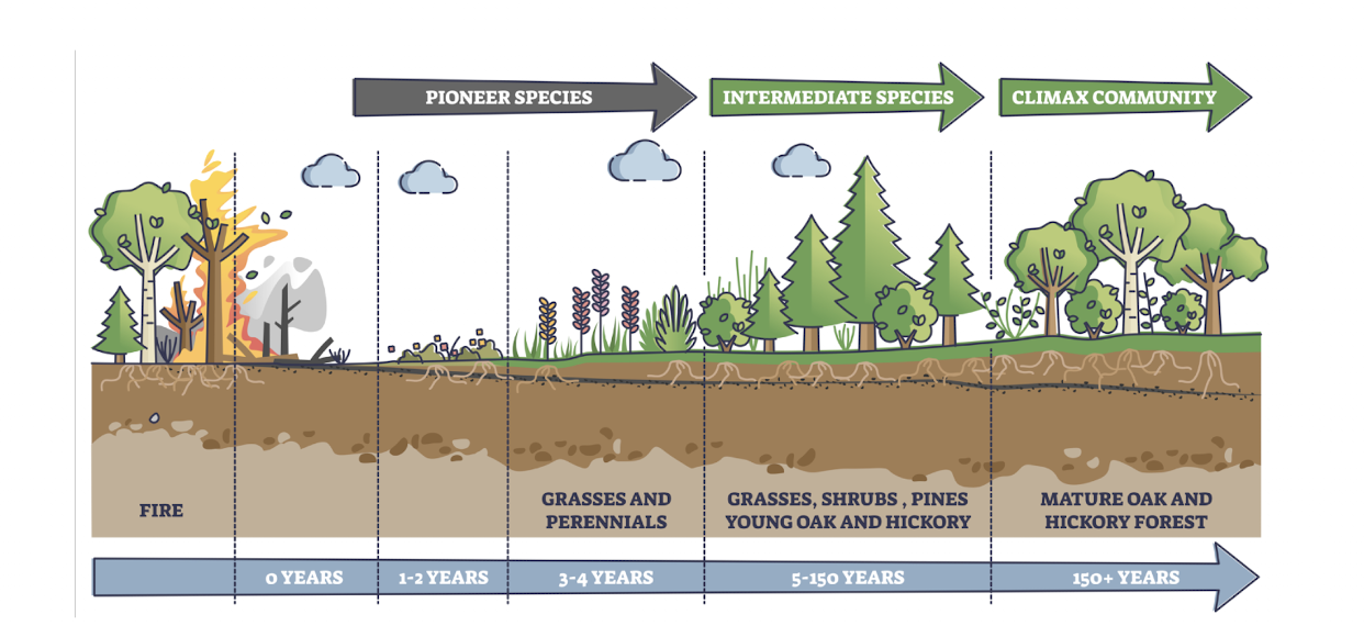 <p>existing vegetation was DISTURBED or destroyed and soil remains but the vegetation gradually returns</p><p>***its not starting from scratch</p>