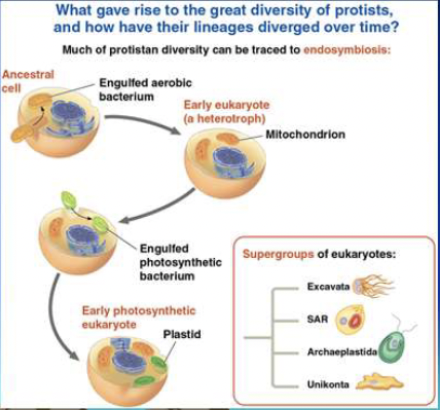 <p>What gave rise to the diversity of protists?</p>