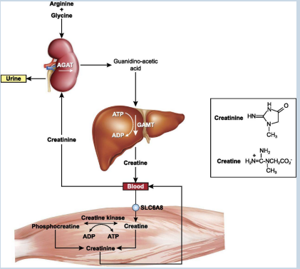 <p>Is there a substance that is more useful clinically? creatinine</p>