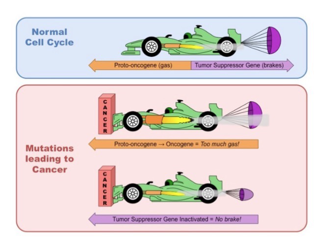 <p><strong>Proto-oncogenes</strong>: Normal genes that encodes cell growth proteins</p><p><strong>Oncogenes</strong>: Mutated proto-oncogenes; Has <strong>Activation</strong> mutation: Conversion of proto-oncogene to oncogene; this mutation is genetically dominant and will lead to tumor formation</p>
