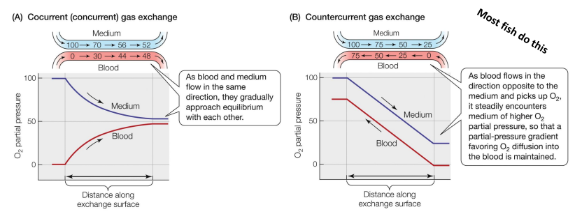 <p>Cocurrent (or concurrent) gas exchange – medium &amp; blood flow in the same direction • Countercurrent gas exchange – medium &amp; blood flow in opposite directions</p>