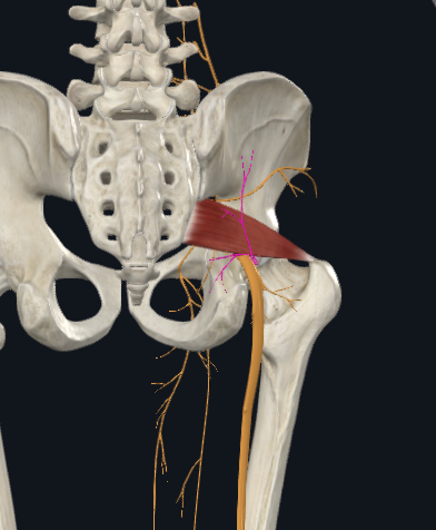 <p>What’s this nerve?</p>