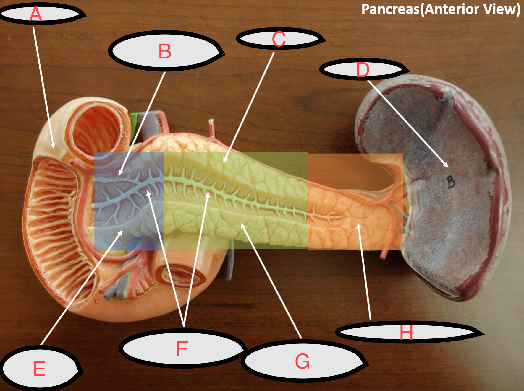 <p>what’s labeled</p>
