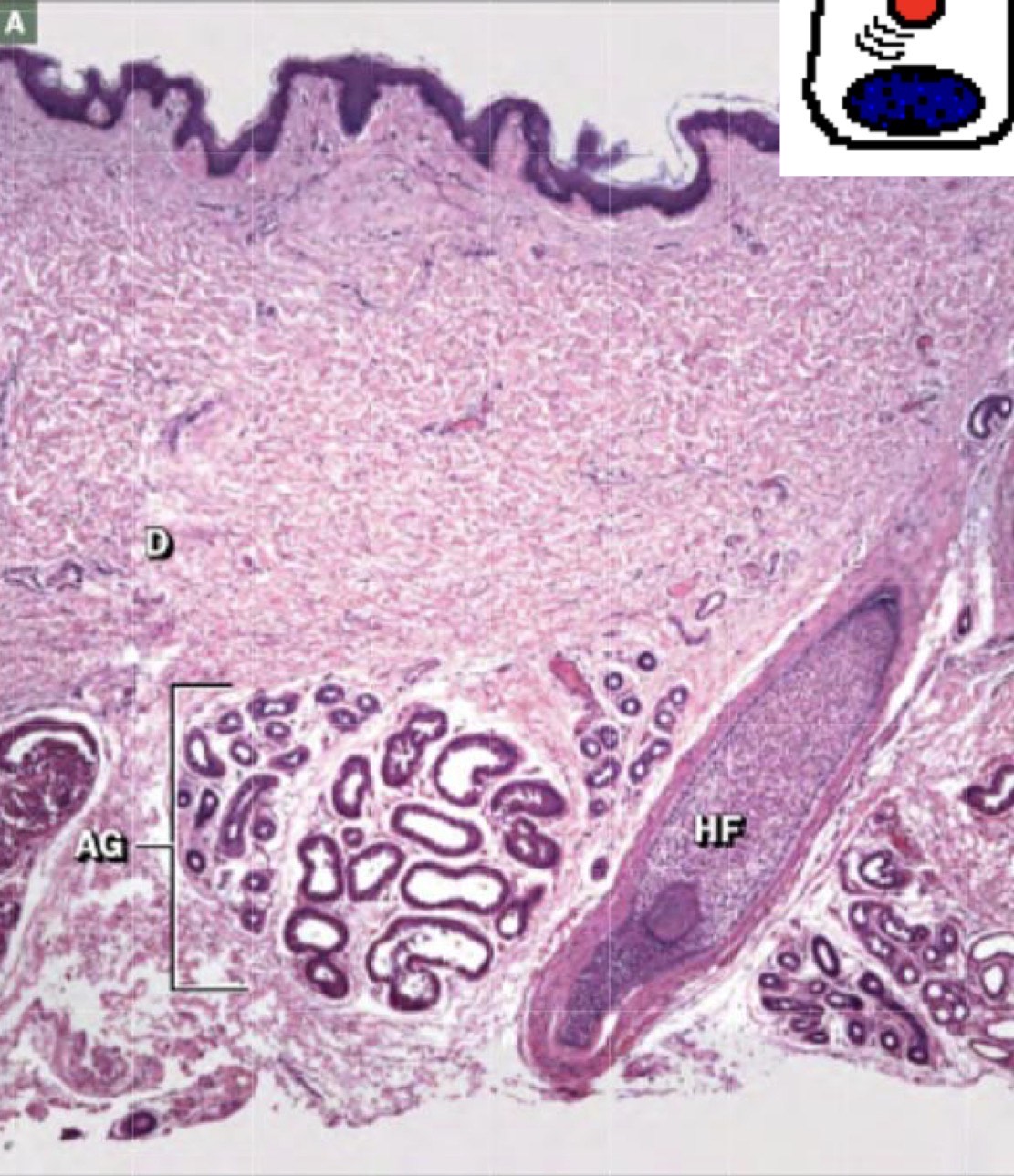 <p>Identify the Structure</p>