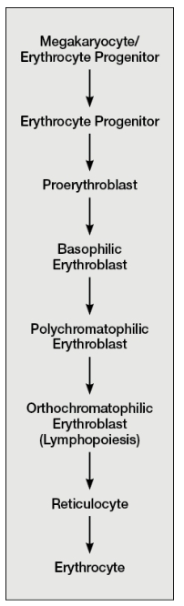 <p>What is <strong>Erythropoiesis?</strong></p>