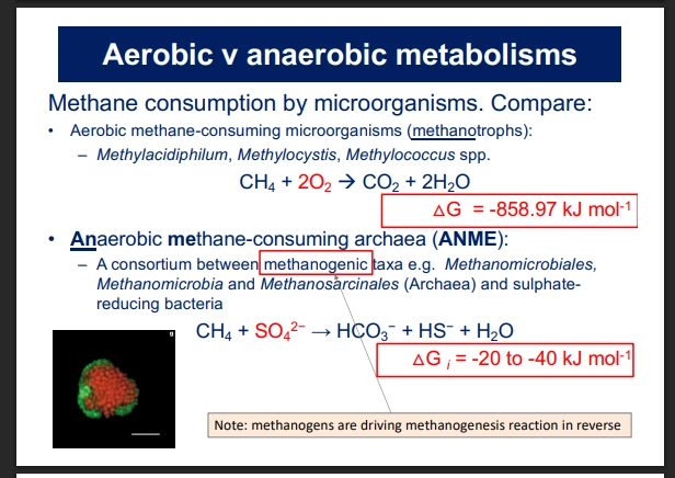<ul><li><p>ANaerboic MEthane consuming archaea</p></li><li><p>Energy source as Methane CH4</p></li><li><p>for their terminal e acceptor, they partner with a sulfate reducing (=> sulfide) bacteria - so the archea does the oxidation pair of redox, and the bacteria does the reduction pair</p></li><li><p>this enables the Archaea to reverse the MEthanogen pathway, to convert CH4 => HCO3</p></li><li><p>therefore is carried out by Methanogen Archaea, that are able to reverse the pathway + Sulfate reducing bacteria (DSS = DiSimilartory Sulfate-reducing)</p></li><li><p>enables them to both make biomass</p></li></ul><p>(where)</p><ul><li><p>forms almost NO energy (-20-40kj deltaG), so is only possible in environments with no other options - no O2 (organism would NOT dominate &amp; be outcompeted)</p></li><li><p>eg underwater systems on frozen masses => forms the start of ecosystems as mussels can consume the bacteria etc </p></li></ul><p></p>