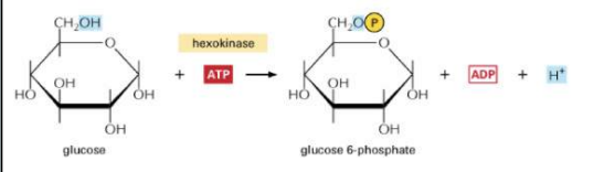 <p>Dit is de hexokinase reactie. Hierbij treedt een inverstering van ATP op. Het enzym hexokinase zal glucose fosforyleren op positie 6. Hiervoor wordt dus ATP gebruikt. </p><p>Glucose → Glucose 6-fosfaat </p>