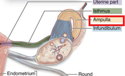 <p>Distal 1/3 of tube (ampulla)</p>