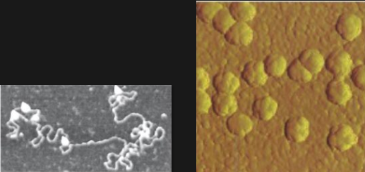 <p>uses metal probe</p><p>detailed images of surfaces</p><ul><li><p>ex. atomic force microscope</p></li><li><p>resolving power much greater than that of EM</p></li><li><p>sharp probe moves across sample’s surface</p><ul><li><p>feels bumps, valleys of atoms</p></li></ul></li><li><p>pic: a protein, enzyme that’s a dna or rna structure </p></li><li><p>yellow: virus, surface of the cell, the bumps are where the virus that has infected the cell is gonna come from </p></li></ul><p></p>