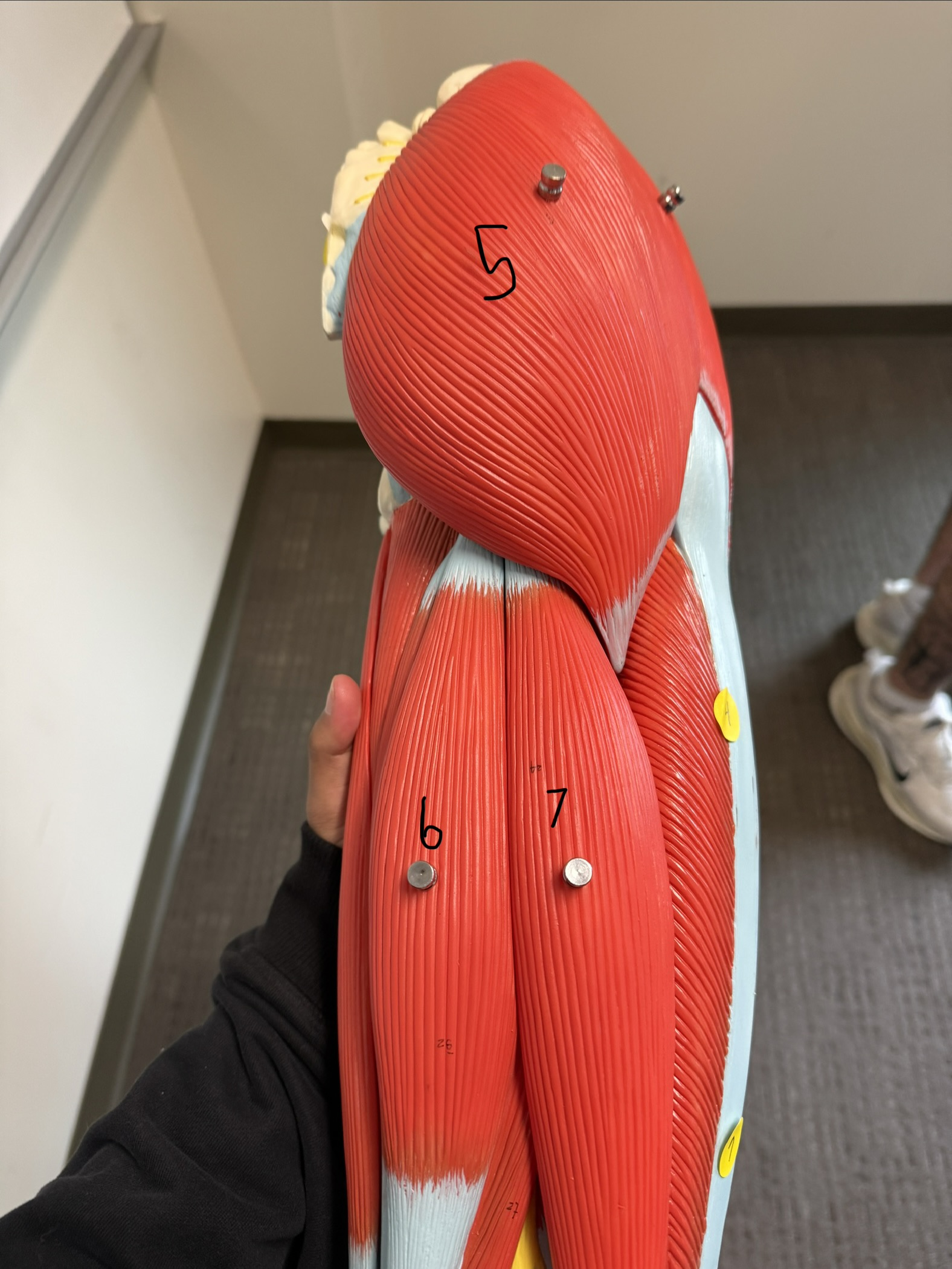 <p>what is #5, 6, and 7</p>