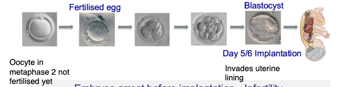 <ul><li><p>Embryos may <strong>fail before implantation</strong> → infertility</p></li><li><p>Embryos may <strong>fail after implantation</strong> → miscarriage</p></li><li><p>Some survive → <strong>congenital abnormalities</strong></p></li><li><p>Can occur at multiple stages of development</p></li></ul><p></p>