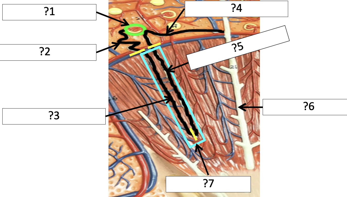 <p>1 Name the structure?</p>
