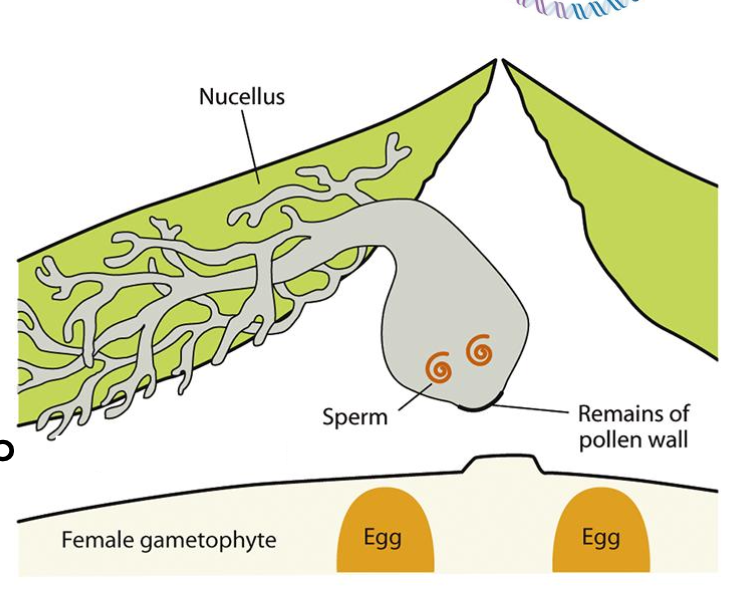 <p>Pollen germinates, producing a pollen tube.</p><p>Pollen tube conveys the sperm part of the way towards the egg.</p><p>Base of pollen tube enlarges and ruptures, releasing 2 motile sperm cells which swim to fertilize the egg. Water is required.</p><p>More than 1 egg may be fertilized and develop into embryos, but <strong>only 1 embryo</strong> survives.</p>
