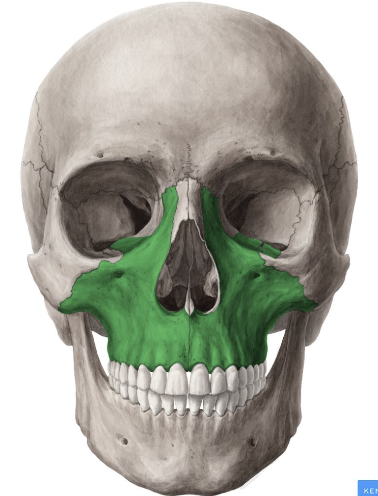 <p>Upper Jawbone </p>