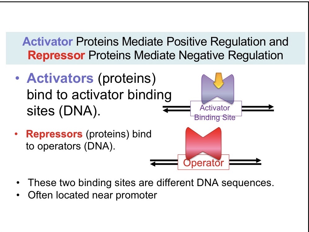 <p>Mediate negative regulation and bind to operators, block -10 part of consensus sequence</p>
