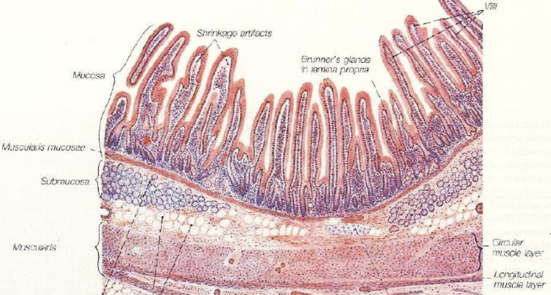 <p>small intestine: simple columnar epithelium, villi, microvilli, lamina propria, muscularis mucosae, submucosa, muscularis externa, serosa, goblet cells, lacteals, brunner’s glands, intestinal glands, plicae circulares, peyer’s patches</p>