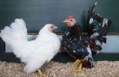 <p>welk type kip is dit</p>