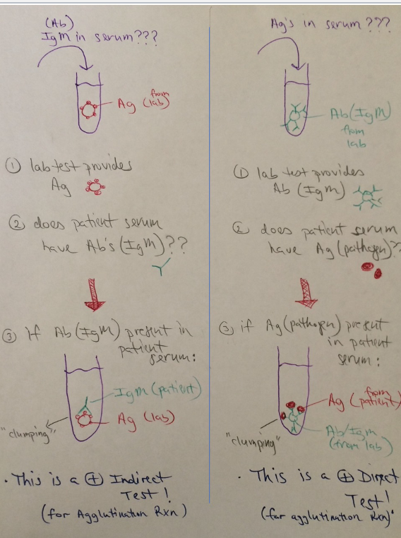 <p><strong>Components</strong></p><p>• Involve particulate antigens binding with antibodies to form visible aggregates</p><p>• Particulate antigens are not shed, they’re attached to the pathogen/antigen</p><p>• Involves <u>latex beads</u> with either Antibodies or Antigens (Pathogens) attached</p><p></p><p>Interpretation (+/-)</p><p>See image</p>