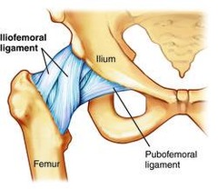 <p>ILIOFEMORAL LIGAMENT </p><p>only ligament to remember </p><p>also think our FEMUR is our largest bone ... the ligament should prob be the strongest to contribute to that fact</p>