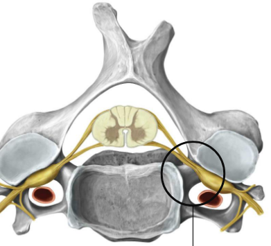 <p>Where does this nerve exit?</p>