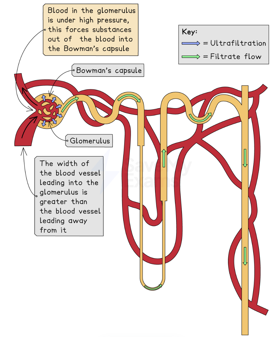 <p>The width of the lumen of the arteriole (blood vessel leading into the glomerulus) is greater than the width of the lumen leading away from the glomerulus</p><p>The difference in width increases the pressure of the blood in the glomerulus.</p><p>We need it for ultrafiltration, so that small molecules are forced out into the Bowman’s capsule</p>