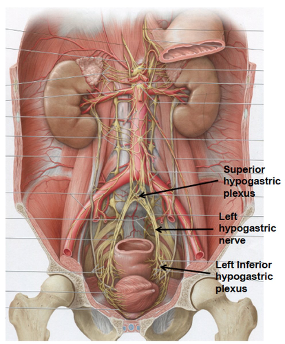 <p>what is the location of the superior hypogastric plexus? what is it joined by?</p>
