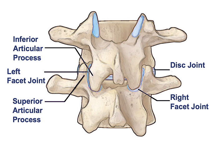 <p>superior and inferior facets (bony landmark of vertebral column) </p>