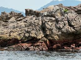 <p>Costões rochosos</p>