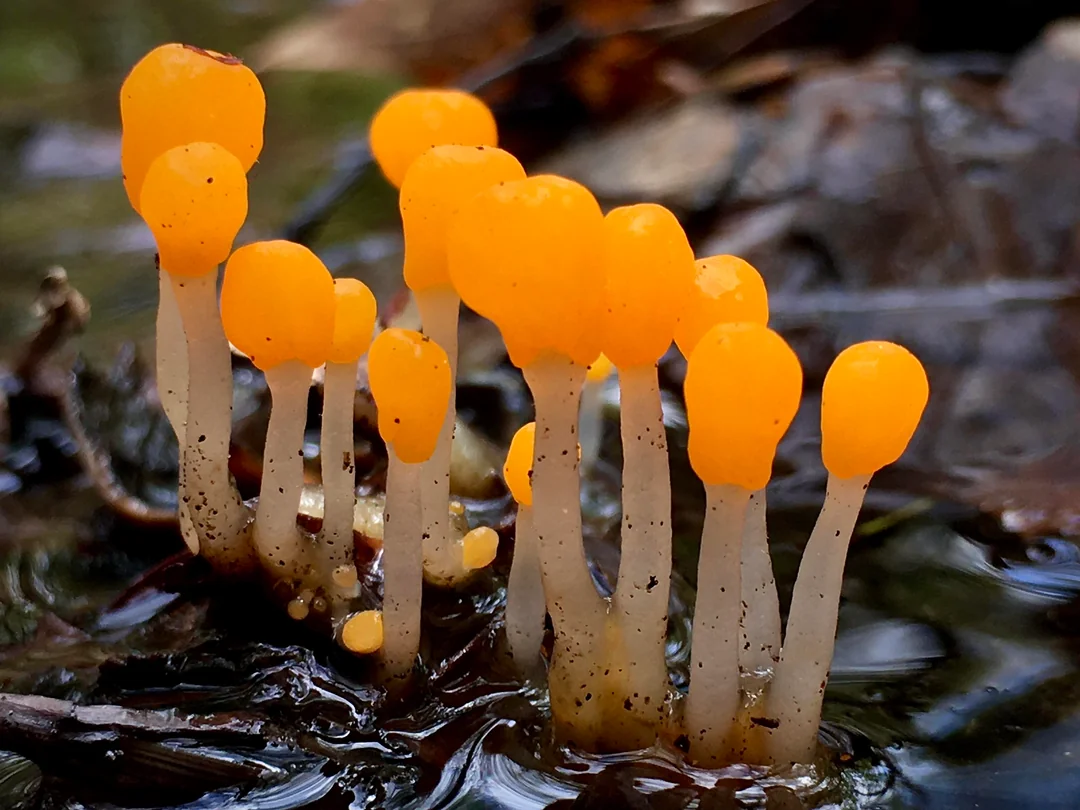 <p>Mitrula paludosa</p>