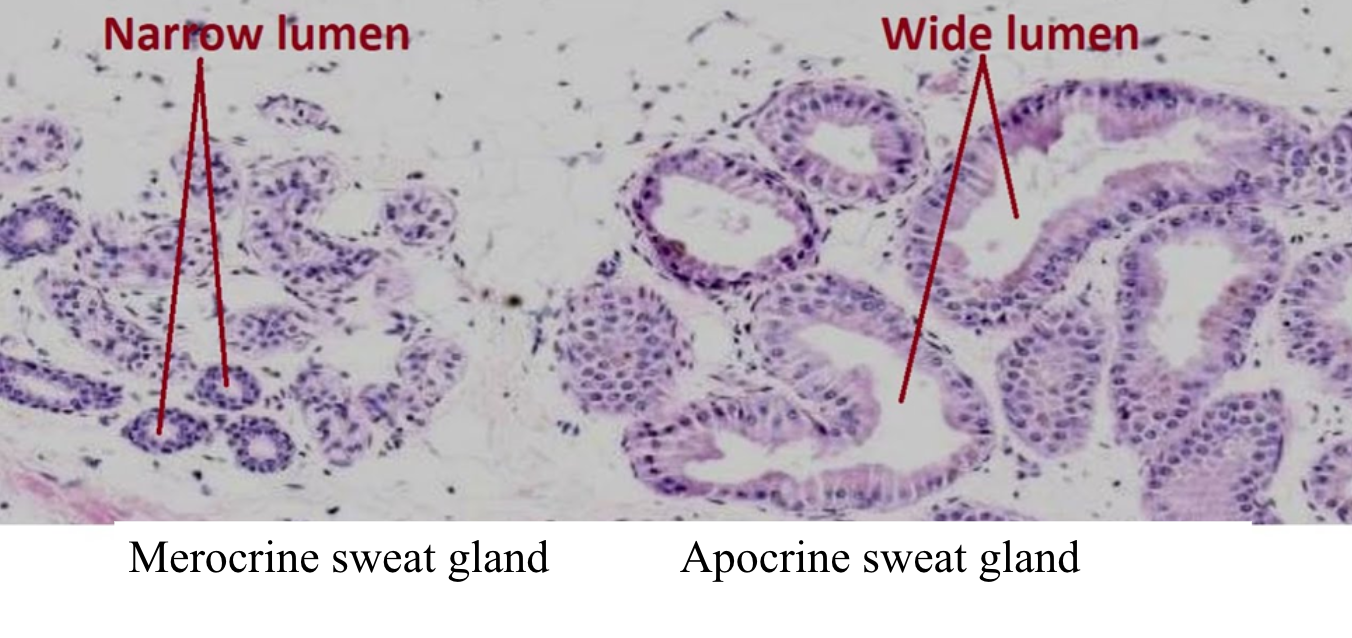 <p>Apocrine sweat glands</p><ul><li><p>Produce odorous secretion</p></li><li><p>Pheromones</p></li></ul><p>Merocrine (eccrine) sweat glands</p><ul><li><p>Sensible perspiration</p></li></ul><p></p>