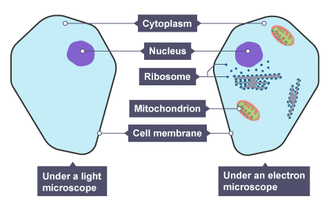<ul><li><p>A — Cytoplasm</p></li><li><p>B — Nucleus</p></li><li><p>C — Ribosomes</p></li><li><p>D — Mitochondria</p></li><li><p>E — Cell membrane</p></li></ul><p></p>