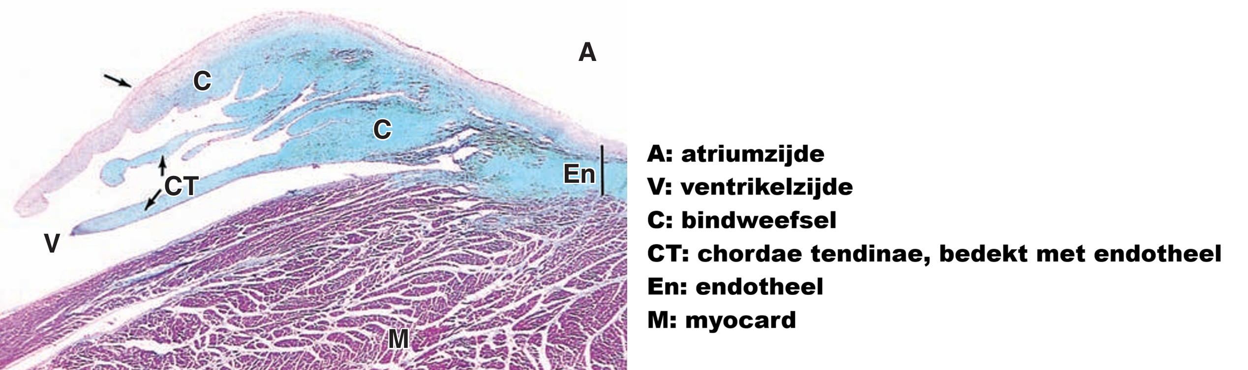 <p>Structuur</p>