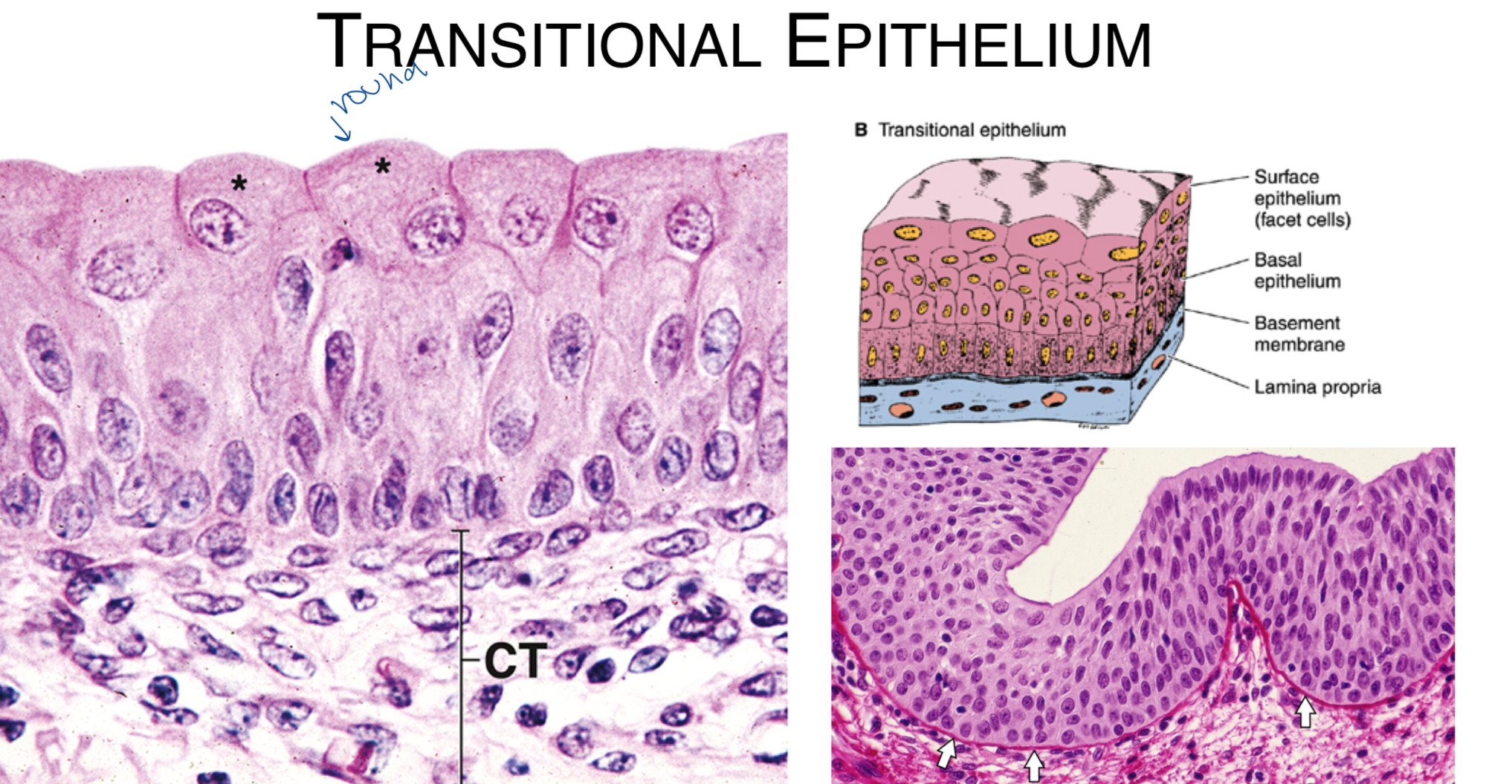 <ol><li><p>pseudostratified epithelium: actually simple but all cells rest on BM</p></li><li><p>transitional epithelium: lower uterine tract lining, have rounded tops </p></li></ol><p></p>