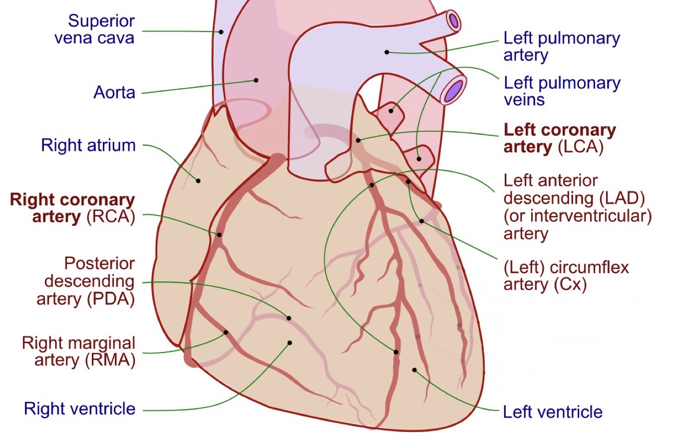 <p>Left coronary → LAD + circumflex </p><p>Right coronary → right marginal + posterior interventricular</p>