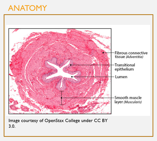 <p><strong>Microscopic</strong> anatomy of the ureters</p>