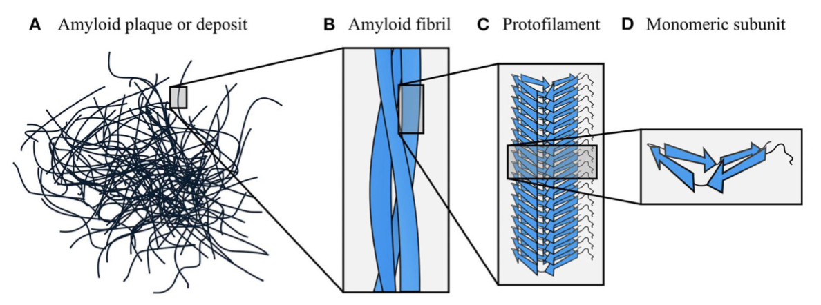<ul><li><p>amyloids are organized hierarchically</p><ul><li><p> starts w/ individual proteins/peptides that form β-sheets (D)</p></li><li><p>β-sheets stack to form protofilaments (C), </p></li><li><p>which twist together into amyloid fibrils (B), creating highly stable and structured aggregates (A)</p></li></ul></li></ul><p></p>