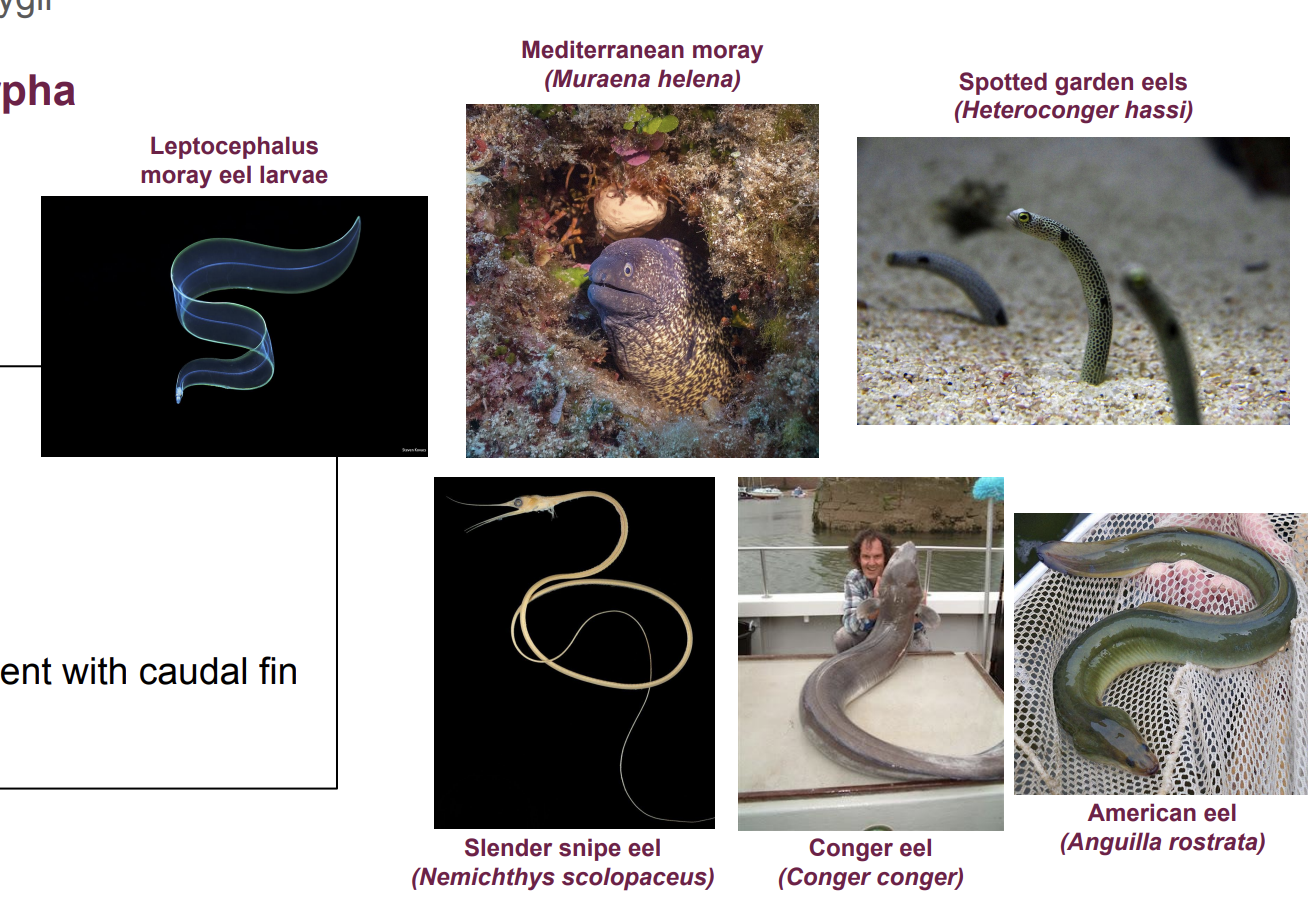 <p>Elopomorpha: Anguilliformes — classification and examples?</p>