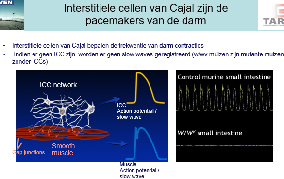 <p><span>Spieren worden een elektrisch syncytium: als één spiercel depolariseert zal de rest ook aangezet worden via <strong><em>gap junctions</em></strong>.</span></p><p style="text-align: left;"></p><p style="text-align: left;"><span>De exciteerbaarheid van de spieren voor voor een groot deels gecontroleerd door een <strong><em>pacemaker cel</em></strong> = oscillerende cel waarbji de membraanpotetniaal fluctueert.</span></p><p style="text-align: left;"><span>Dit wordt veroorzaakt door de ICCs.</span></p><p style="text-align: left;"></p><p style="text-align: left;"><span>We kunnen de spier enkel laten contraheren als de ICCs in een depolariserende toestand zijn.</span></p><p style="text-align: left;"></p><p style="text-align: left;"><span>Als de ICCs niet aanwezig zijn is er geen pacemaker activiteit en daardoor een ernstig verstoorde motiliteit.</span></p>