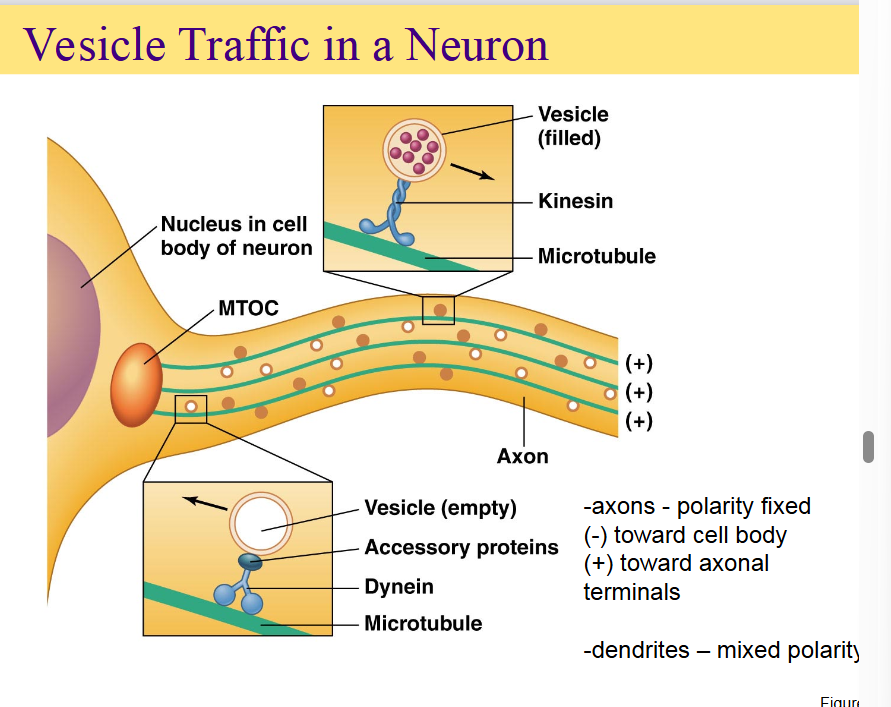 <p><span style="color: rgb(0, 0, 0);">Motor proteins move along microtubules<br> Direction is determined by polarity and the type of<br>motor protein<br> Kinesin moves in (+) direction<br> Dynein moves in (–) direction<br> Movement is fueled by hydrolysis of ATP<br> Rate of movement is determined by the ATPase<br>domain of motor protein and regulatory proteins</span></p>