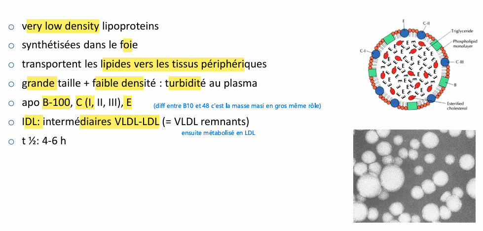 <p>modérément athérogènes </p>